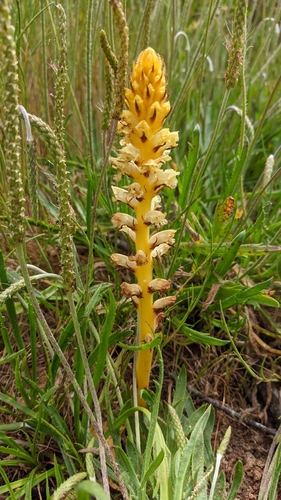 Orobanche minor