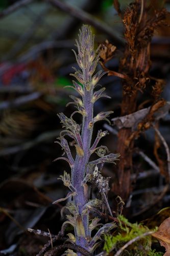 Orobanche pinorum