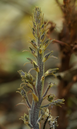 Orobanche pinorum