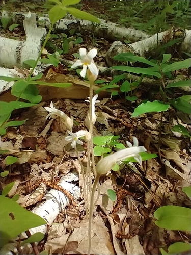 Orobanche uniflora
