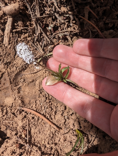 Orogenia linearifolia