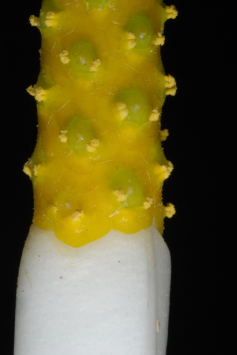 Orontium aquaticum