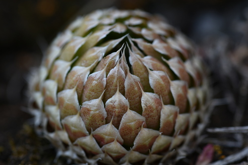 Orostachys spinosa