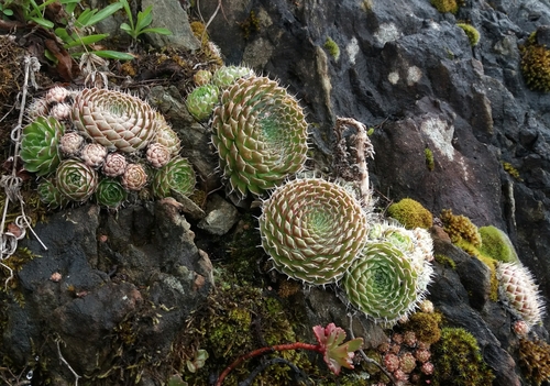 Orostachys spinosa