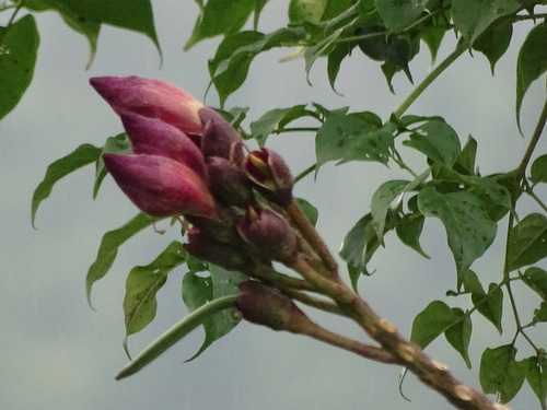 Oroxylum indicum