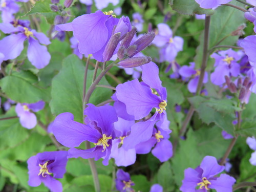 Orychophragmus violaceus