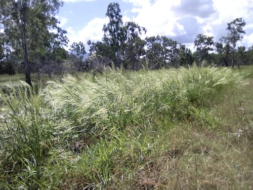 Oryza australiensis