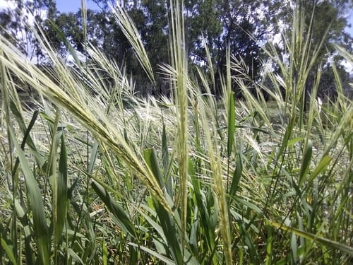 Oryza australiensis