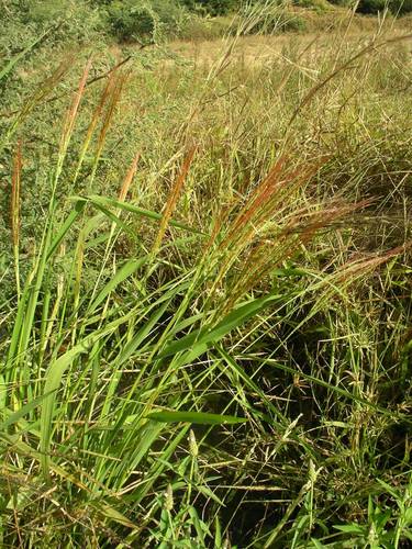 Oryza barthii