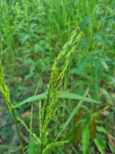 Oryza glaberrima