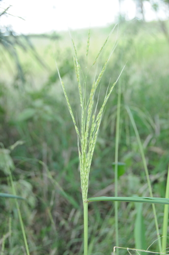 Oryza latifolia