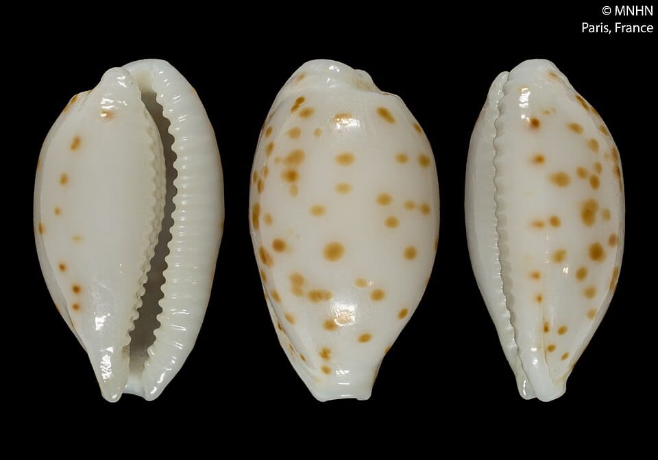 Oryza punctata