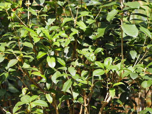 Osmanthus fragrans