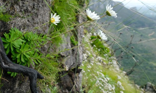 Osmitopsis dentata