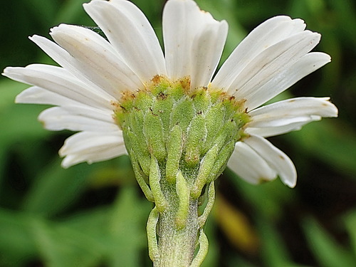 Osmitopsis osmitoides