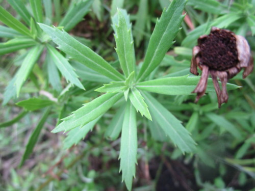 Osmitopsis osmitoides