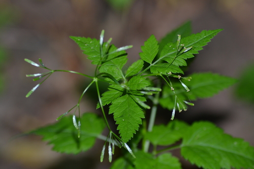 Osmorhiza chilensis