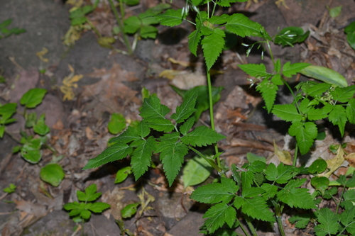 Osmorhiza chilensis