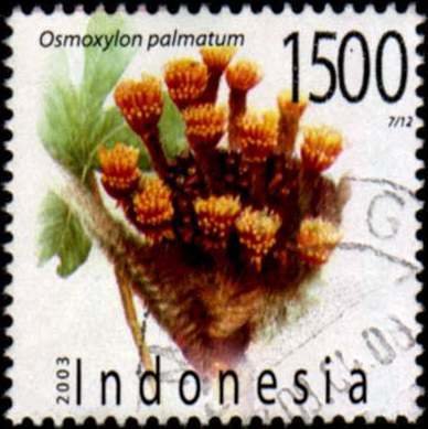 Osmoxylon palmatum