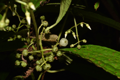 Ossaea micrantha
