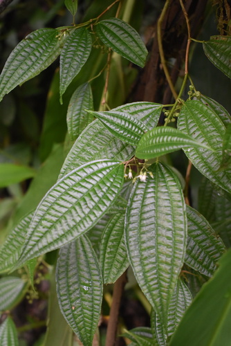 Ossaea micrantha