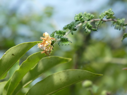 Osteomeles subrotunda