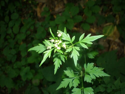 Ostericum sieboldii