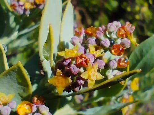 Osyris compressa