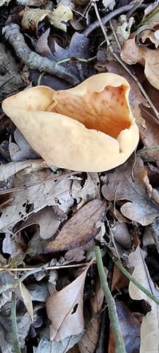 Otidea onotica