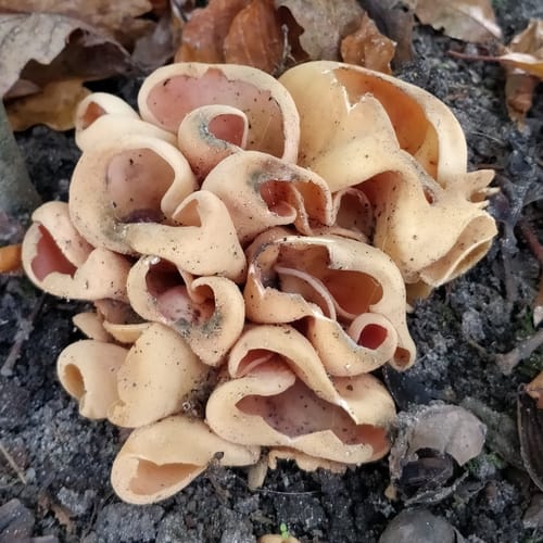 Otidea onotica