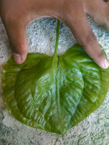 Ottelia alismoides