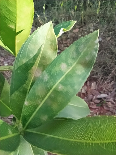 Ouratea floribunda