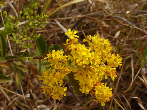 Ouratea floribunda