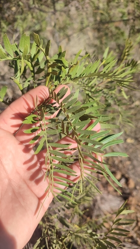 Owenia acidula