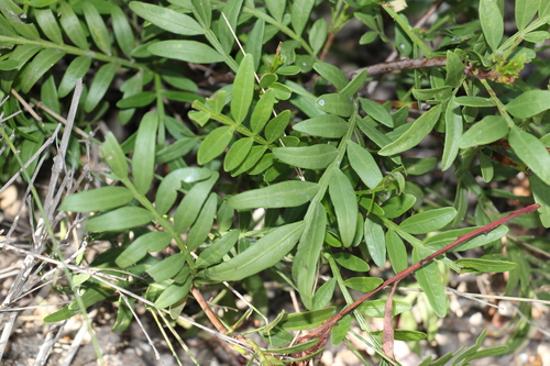 Owenia acidula