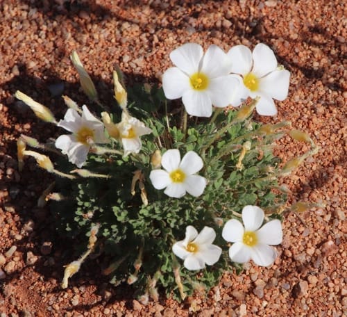 Oxalis annae
