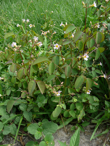 Oxalis barrelieri