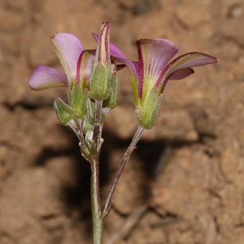 Oxalis bifida