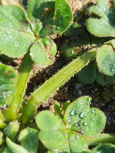 Oxalis compressa