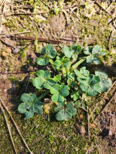 Oxalis compressa