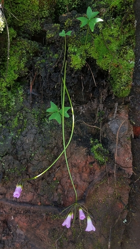 Oxalis dimidiata