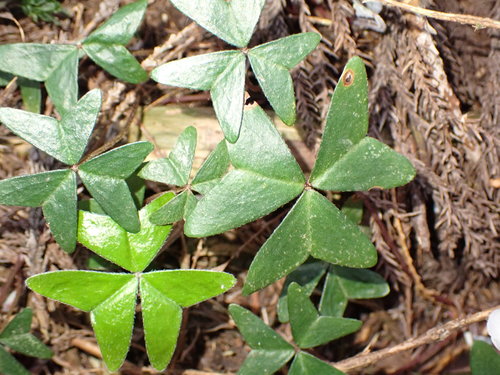 Oxalis griffithii