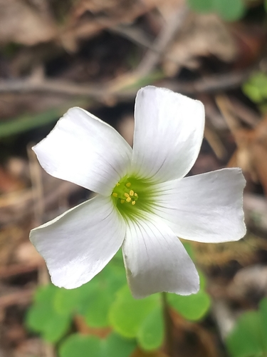 Oxalis incarnata
