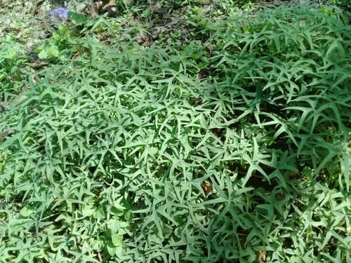 Oxalis latifolia