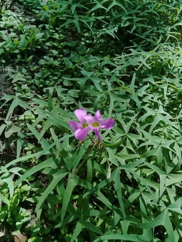 Oxalis latifolia