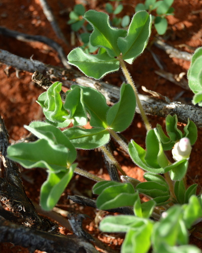 Oxalis lawsonii