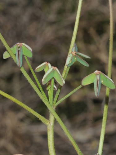 Oxalis livida