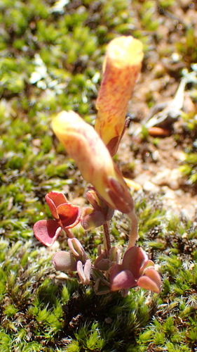 Oxalis obtusa
