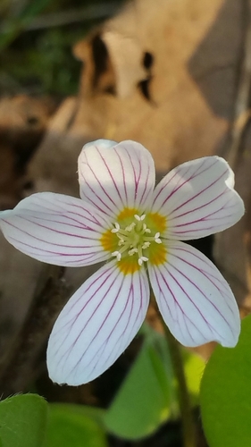 Oxalis oregana
