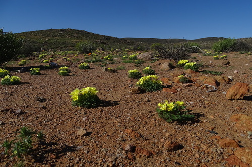 Oxalis ovalis